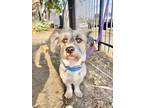 Adopt Reesa Tessa a White - with Tan, Yellow or Fawn Havanese / Schnauzer