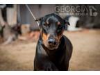 Adopt Zeus a Black - with Tan, Yellow or Fawn Doberman Pinscher / Mixed dog in