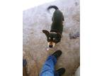 Adopt Socks a Brown/Chocolate - with White Mutt / Jack Russell Terrier / Mixed