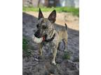 Adopt Willow a Brindle Hound (Unknown Type) / Feist / Mixed dog in Sanford
