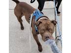 Adopt Rocky a Pit Bull Terrier dog in La Crosse, WI (41387765)