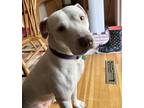 Adopt Snickers a White American Staffordshire Terrier dog in La Crosse
