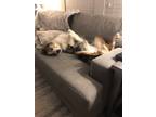 Adopt Mikasa a Merle Australian Shepherd / Mixed dog in Apex, NC (40399619)