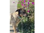 Adopt Mia a Brown/Chocolate - with Black German Shepherd Dog / Mastiff / Mixed