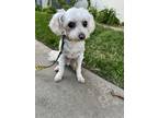 Adopt Shocka a White Maltipoo / Mixed dog in Seal Beach, CA (41387762)