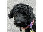 Adopt Domino a Black - with White Portuguese Water Dog / Mixed dog in Syracuse