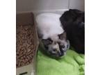 Adopt Shevonne a Cream or Ivory Domestic Shorthair / Siamese / Mixed (short