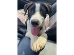 Adopt Tristan a Black Anatolian Shepherd / Mixed Breed (Medium) / Mixed (short