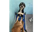Adopt Koda a Black Australian Shepherd / Mixed Breed (Medium) / Mixed (short