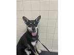 Adopt Doc a Black Shiba Inu / Mixed Breed (Medium) / Mixed (short coat) dog in