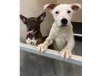 Adopt BJ a White Canaan Dog / Mixed Breed (Medium) / Mixed (short coat) dog in