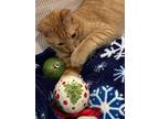 Adopt Cheddar a Domestic Shorthair / Mixed (short coat) cat in Dawson