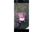 Adopt Dutch a Gray/Silver/Salt & Pepper - with White Labrador Retriever / Mixed