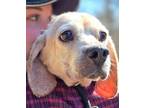Adopt Maggie a Tan/Yellow/Fawn - with White Beagle / Mixed dog in Canterbury