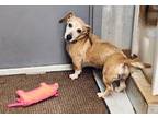 Adopt Walter a Dachshund / Mixed dog in San antonio, TX (41387703)