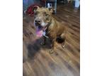 Adopt Charlie a Brown/Chocolate - with White Staffordshire Bull Terrier / Mixed