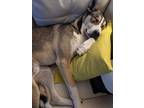 Adopt Murphy a Black - with Tan, Yellow or Fawn Mutt / Husky / Mixed dog in