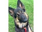 Adopt Goldie a German Shepherd Dog / Mixed dog in Wolcott, CT (41387528)