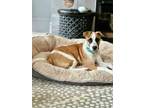 Adopt Dante a Tan/Yellow/Fawn - with White Jack Russell Terrier / Mixed dog in