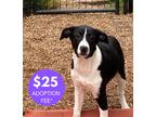Adopt Melissa a Black - with White Border Collie dog in Clive, IA (41369810)