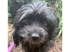 Adopt Plymouth Pete a Black Schnauzer (Miniature) / Shih Tzu dog in Mishawaka