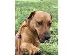 Adopt Amy a Tan/Yellow/Fawn Labrador Retriever / Hound (Unknown Type) dog in