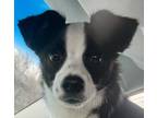 Adopt Rascal Ralphie mini Aussie a Black - with White Australian Shepherd /