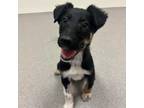 Oleander Mixed Breed (Large) Puppy Male