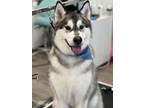 Adopt Aqua a Gray/Silver/Salt & Pepper - with White Alaskan Malamute / Mixed dog