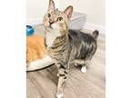 Adopt Thumper (S 01/20-02) a Brown Tabby Domestic Shorthair (short coat) cat in
