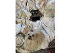 Adopt TITUS a White Bichon Frise / Poodle (Miniature) / Mixed dog in Chico