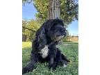 Adopt CHARLESTON a Black - with Gray or Silver Cocker Spaniel / Mixed dog in