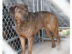 Adopt Hexa (Photos 4/29/2024) a Brindle Boxer / Plott Hound / Mixed dog in