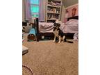 Adopt Cocoa a Black - with White Husky / Shepherd (Unknown Type) dog in