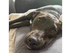Adopt Regina a Labrador Retriever / Mixed Breed (Medium) dog in Whitestone