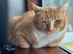 Adopt Kona a Orange or Red Tabby Domestic Shorthair (short coat) cat in Mead