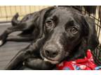 Adopt Von Trapps : Hedwig a Black - with White Border Collie / Australian