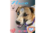 Adopt Nico a Tricolor (Tan/Brown & Black & White) Catahoula Leopard Dog /