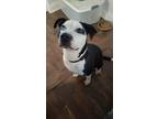 Adopt Romeo a Pit Bull Terrier / Shepherd (Unknown Type) dog in Wendell