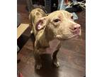 Adopt Dobie a Brown/Chocolate - with Tan Terrier (Unknown Type