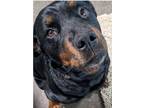 Adopt Bearette a Black - with Brown, Red, Golden, Orange or Chestnut Rottweiler