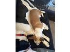 Adopt Cooper a White - with Black Mutt / Mixed dog in Delta, CO (41387245)