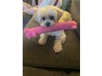 Adopt Actual Kramer Official (Kramer) a White Shih Tzu dog in New York