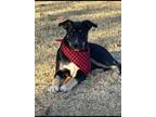 Adopt Rowdy a Black - with Tan, Yellow or Fawn German Shepherd Dog / Mutt /