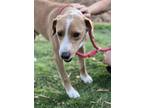 Adopt Jack a Brown/Chocolate - with Black Labrador Retriever / Mountain Cur dog