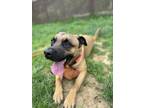 Adopt Smiley - Available In Foster a Brown/Chocolate Black Mouth Cur / Mixed
