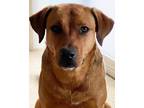Adopt Sandy a Red/Golden/Orange/Chestnut - with Black Black Mouth Cur /