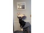 Adopt Onyx and Ally a All Black Bombay / Mixed (short coat) cat in Luling