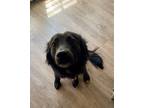 Adopt Cleo a Black - with White Border Collie / Mixed dog in El Paso