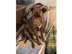 Adopt Jozie a Tan/Yellow/Fawn - with White Mutt / Mixed dog in Philadelphia